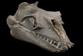 Janjucetus hunderi whale skull specimen