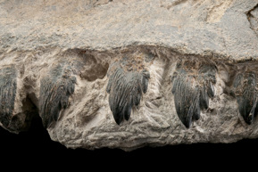 Detail of the teeth of a Janjucetus hunderi whale skull specimen