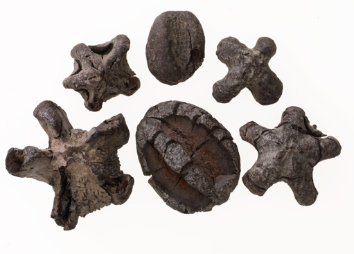 Group of fossilised nuts