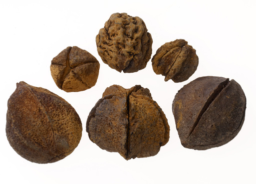 Group of fossilised nuts
