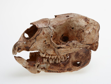 Skull of Simosthenurus gilli