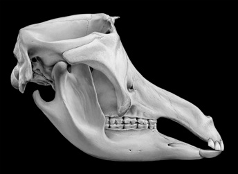 Reconstruction of extinct Australian megafauna, Palorchestes. One of a sequence of developmental drawings