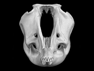 Reconstruction of extinct Australian megafauna, Palorchestes. Anterior view of skull. One of a series of developmental drawings