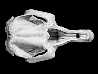 Reconstruction of extinct Australian megafauna, Palorchestes. Dorsal view of skull. One of a series of developmental drawings