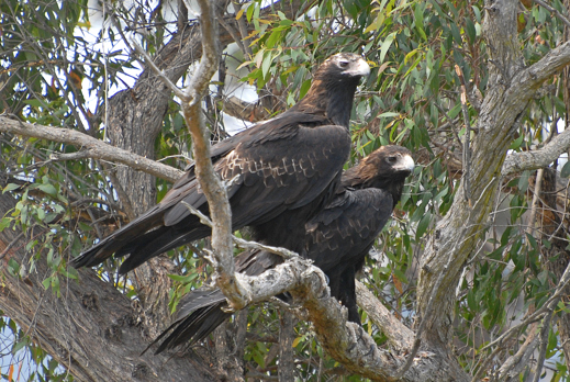 A pair of wedge-tailed eagles perched on a branch