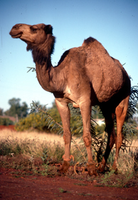 Feral camel in Central Australia
