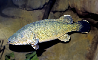 Murray cod