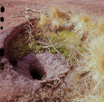 Water hole in the sandy area of the Pintupi Country, Western Australia 