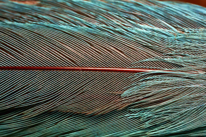 Detail of a blue feather