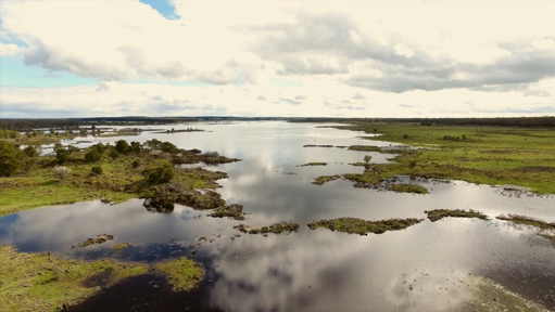 A flooded lake surrounded by lush greenery.