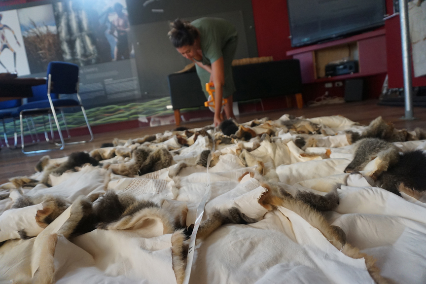 A woman measures a series of possum pelts. 