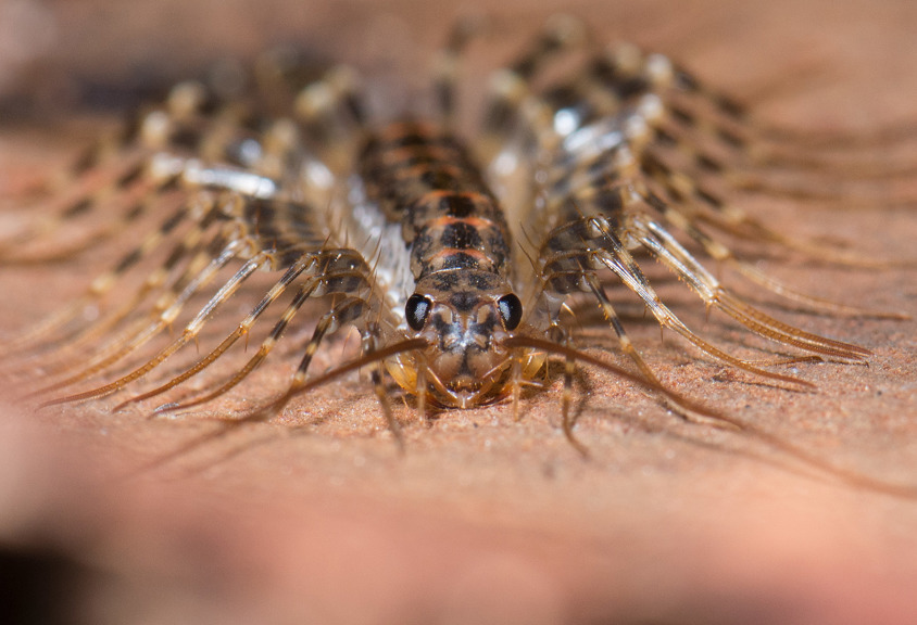 A vigilant House Centipede keeping arthropod populations in check.