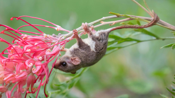 Feather-tailed Glider hanging onto a flower