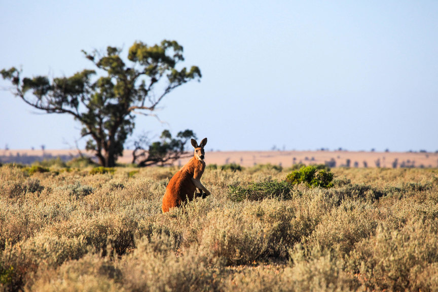 Red Kangaroo