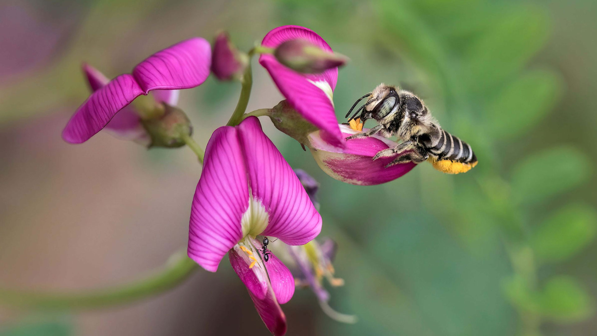 Leafcutter bee on a pink flower