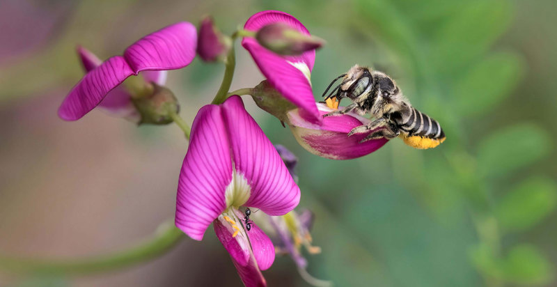 Actions for a Wondrous Planet