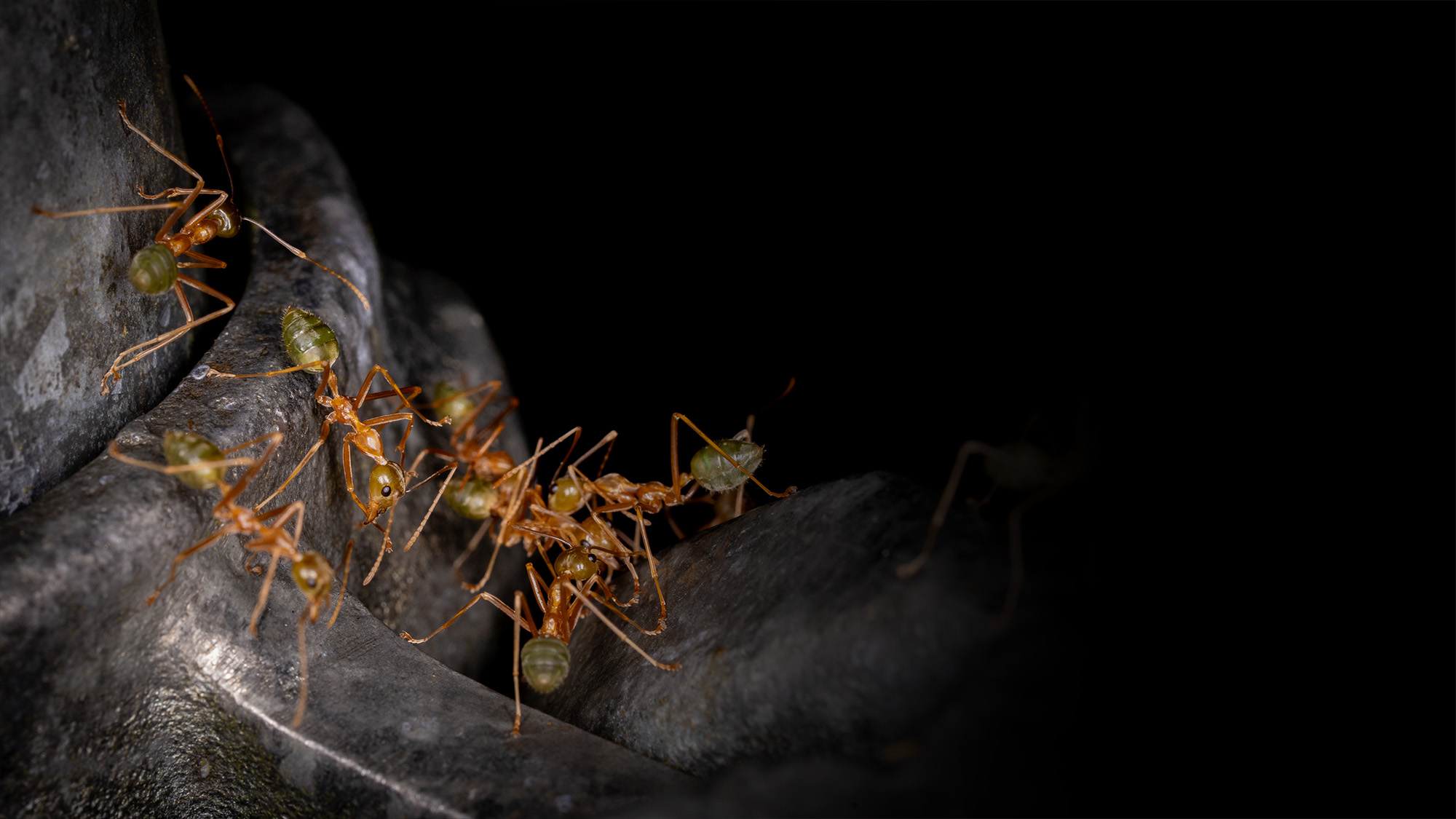 green bodied ants huddling together