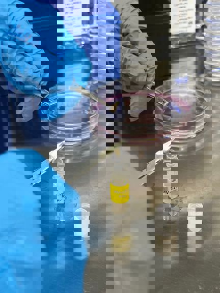 Blue latex gloved hands collect and register a specimen to be added to Museum's databases.