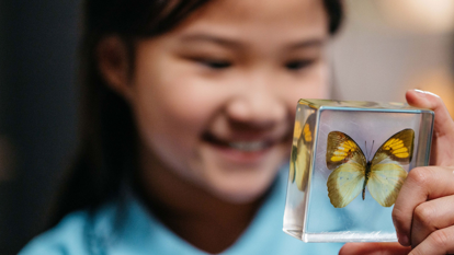 Child looking at a butterfly preserved in a resin block 