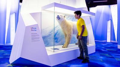 A museum exhibit featuring a life-sized polar bear mounted inside a glass display case with an icy backdrop. The enclosure is designed with white angular panels and includes a sign reading “Life on the ice.” The surrounding space has bright blue and white lighting with patterned blue flooring, creating an Arctic-themed environment.