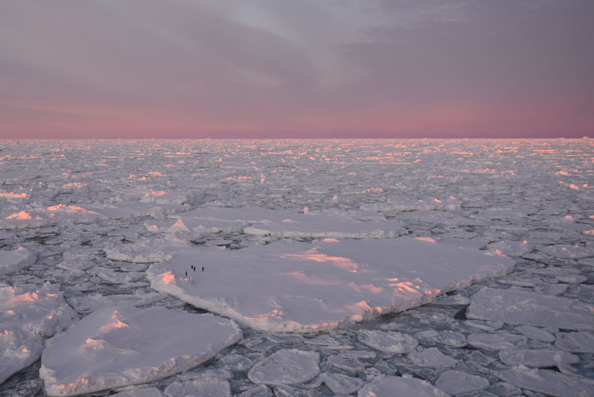 Adelie Penguins on sea ice at sunset, just north of Mawson Station, Antarctica