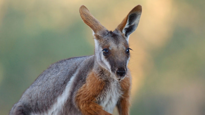 A close up of a Yellow Footed Rock Wallaby looking off into distance