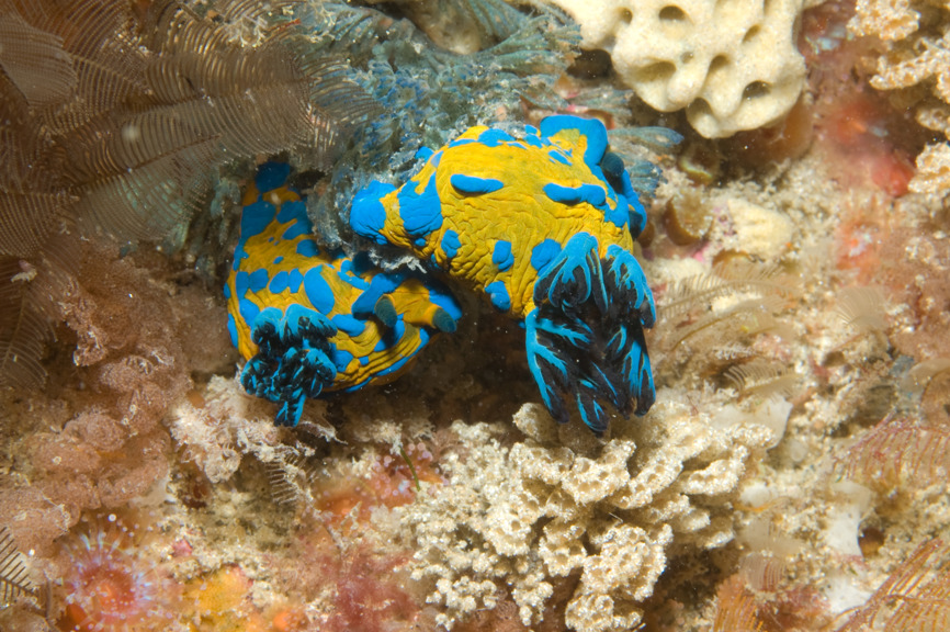 Blue and yellow Verco’s Nudibranch (Tambja verconis)