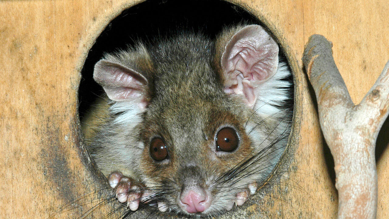 Common Ringtail possum peaking from a nesting box