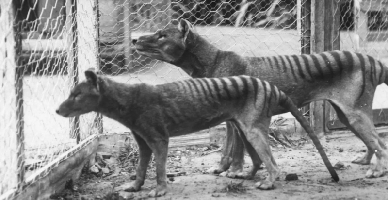 Secrets from beyond extinction: the Tasmanian tiger