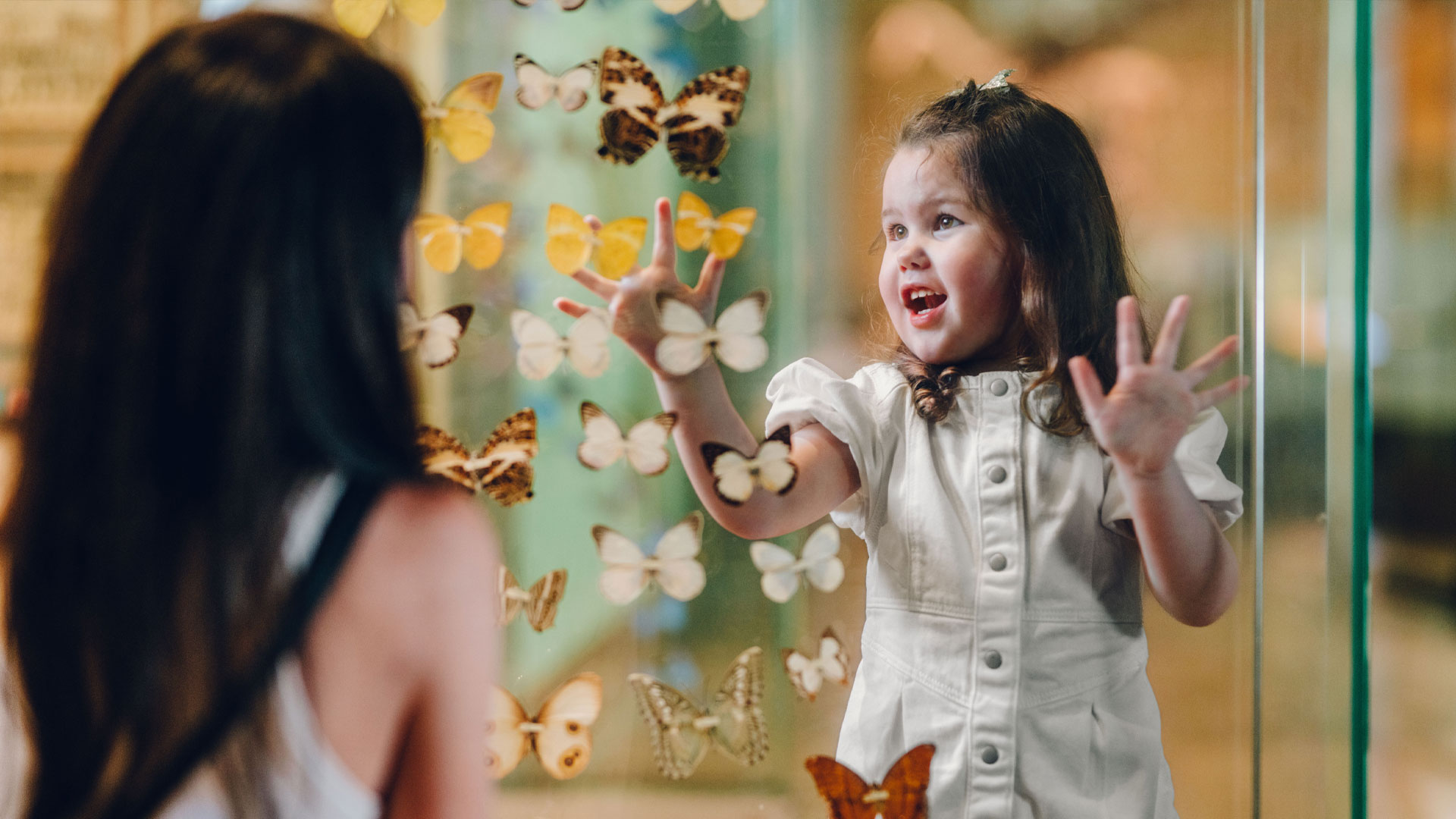 A child looks at butterflies in the Bugs Alive Exhibition at Melbourne Museum