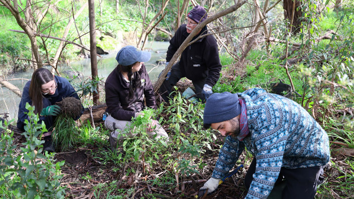 A group of people cleaning up shrubs along a river