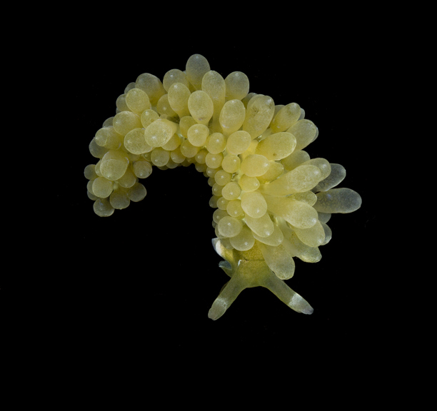 A sacoglossan (sap-sucking sea slug) on a black background