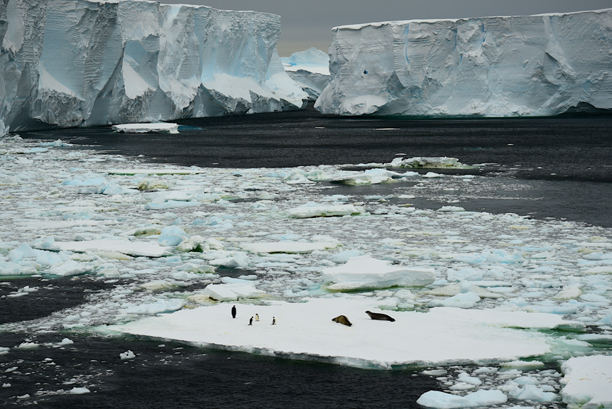 Emperor Penguin, Adelie penguins and Crabeater seals on sea ice, with large bergs in background, Fram Bank, Antarctica