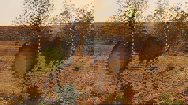 A pair of Emus in the Australian bush