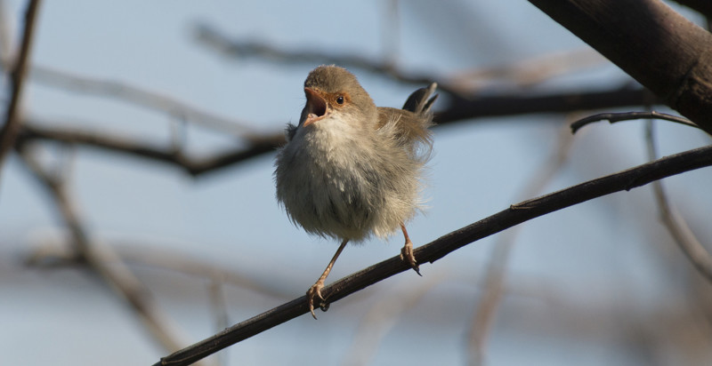 Listening for Nature