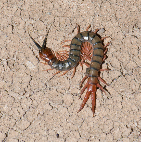 How many legs does a centipede have? Count the body segments on this centipede we found in the Big Desert.