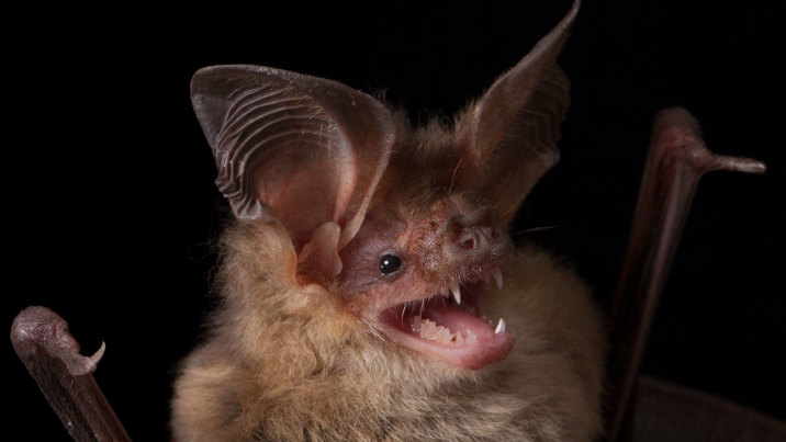 Gould's long-eared bat on black background.