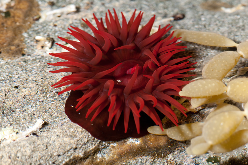 Waratah Anemone (Actinia tenebrrosa)