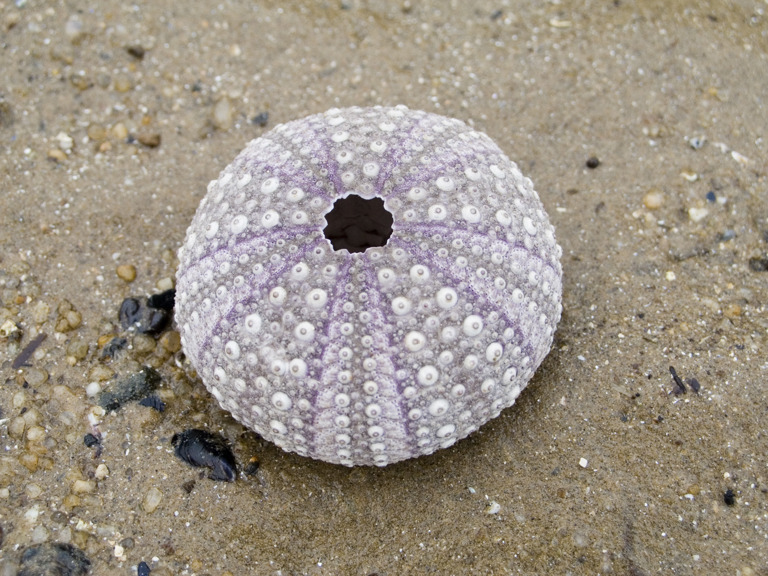 The test or skeleton of a dead sea urchin