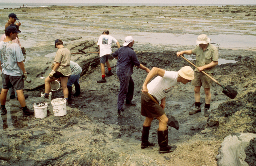 Eight people digging sand on a rocky beach