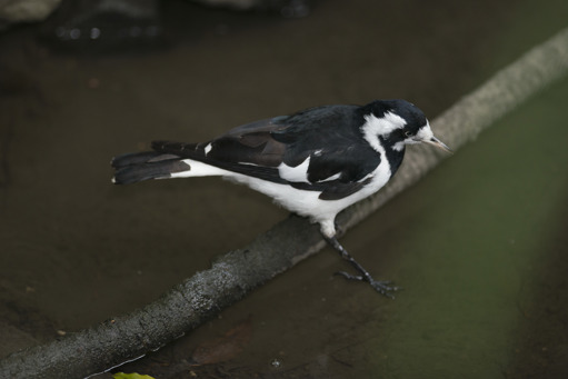 Magpie-lark female