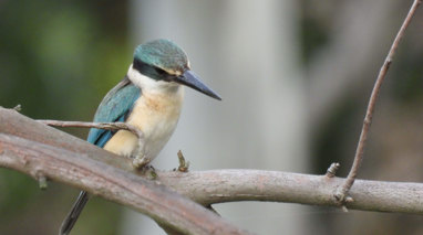 A beautiful bird on a branch