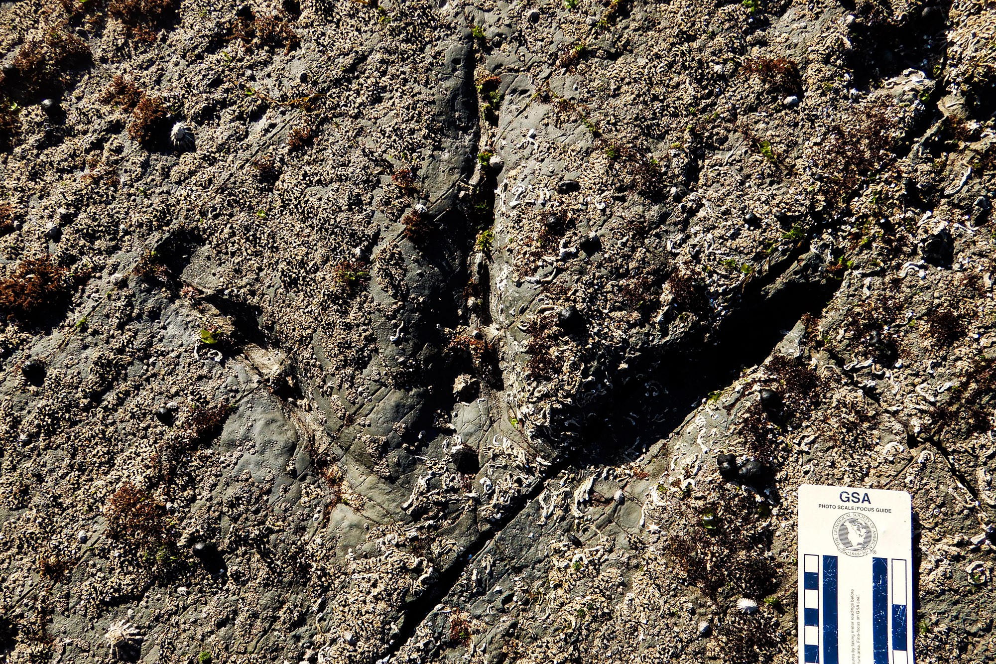 A three toed footprint in rock