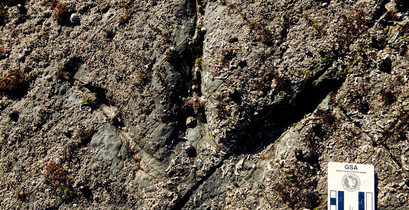 New dinosaur footprints belong to the largest carnivores of Early Cretaceous southern Australia