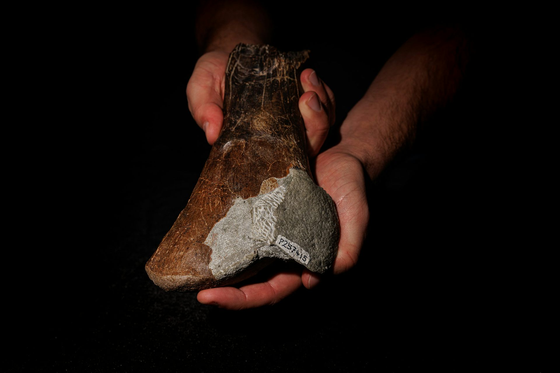 a large fossilised bone being cradled in a man's hands