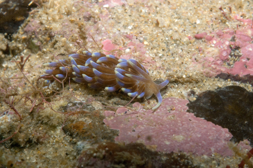 A colourful Phyllodesmium macphersonae