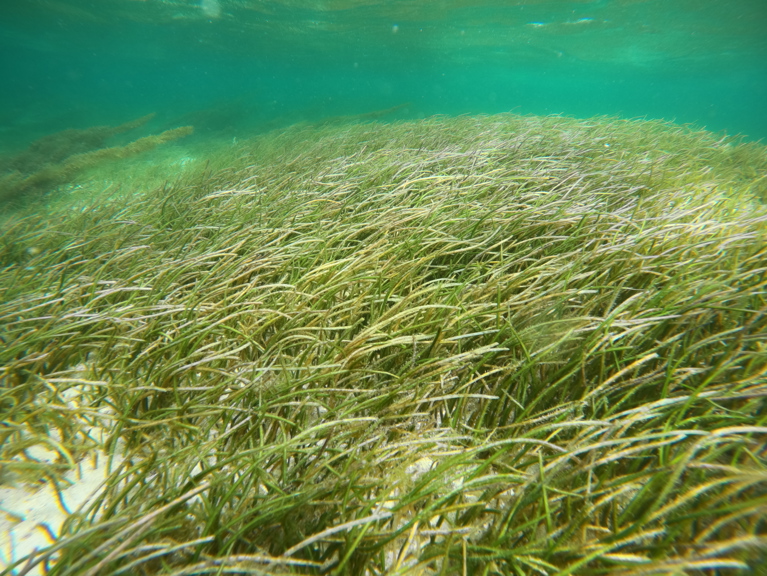 Seagrass In Mauritius