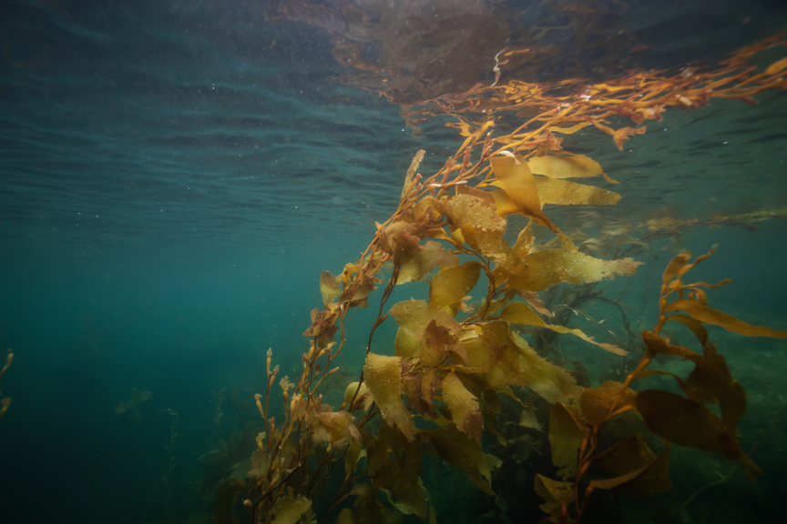 Underwater scene in the Pacific Ocean