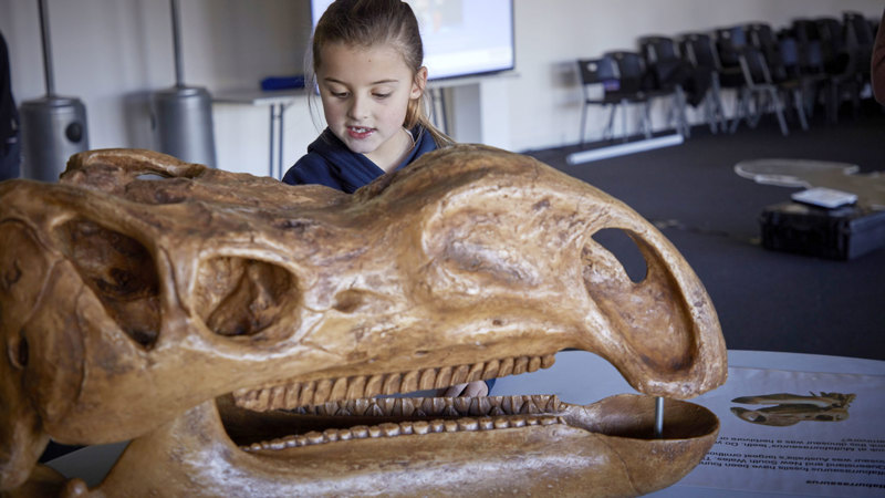 Child looks upon a skull of a <em>Muttaburrasaurus</em>.