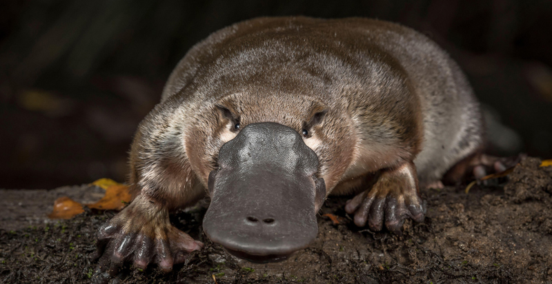 The platypus: a unique and vulnerable Australian